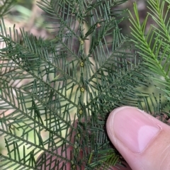 Acacia decurrens (Green Wattle) at Baranduda, VIC - 6 Oct 2021 by Darcy