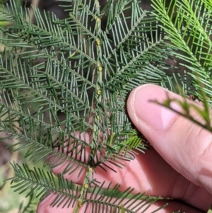 Acacia decurrens at Baranduda, VIC - 6 Oct 2021 02:11 PM