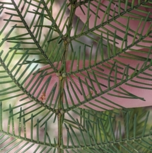 Acacia decurrens at Baranduda, VIC - 6 Oct 2021 02:11 PM