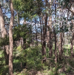 Acacia decurrens at Baranduda, VIC - 6 Oct 2021 02:11 PM