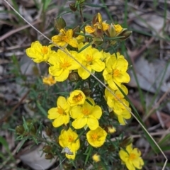 Hibbertia riparia (Erect Guinea-flower) at WREN Reserves - 6 Oct 2021 by Darcy