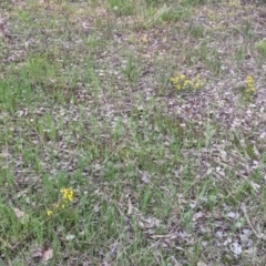 Hibbertia riparia at Baranduda, VIC - 6 Oct 2021 02:12 PM