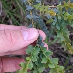 Acacia pravissima (Wedge-leaved Wattle, Ovens Wattle) at Wodonga - 6 Oct 2021 by Darcy