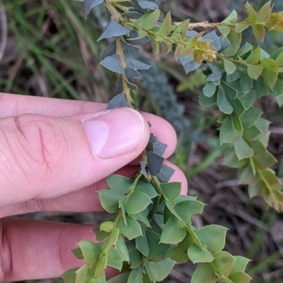 Acacia pravissima (Wedge-leaved Wattle, Ovens Wattle) at Wodonga - 6 Oct 2021 by Darcy
