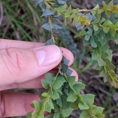 Acacia pravissima (Wedge-leaved Wattle, Ovens Wattle) at WREN Reserves - 6 Oct 2021 by Darcy