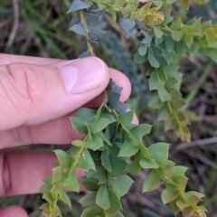 Acacia pravissima at Baranduda, VIC - 6 Oct 2021