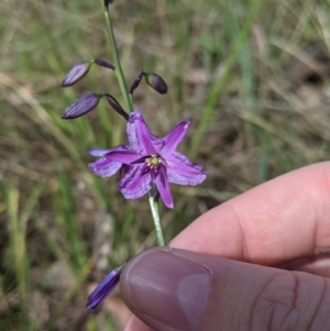 Arthropodium strictum at Baranduda, VIC - 6 Oct 2021 02:15 PM