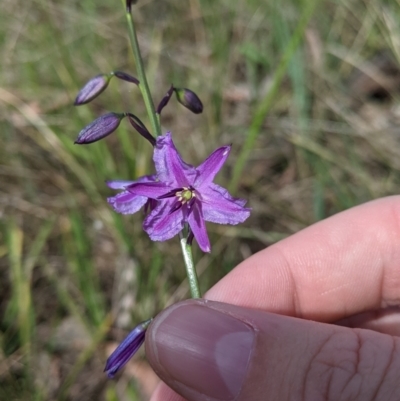 Arthropodium strictum (Chocolate Lily) at Wodonga - 6 Oct 2021 by Darcy