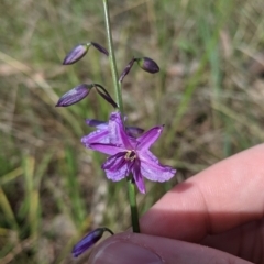 Arthropodium strictum at Baranduda, VIC - 6 Oct 2021 02:15 PM