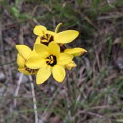 Ixia maculata (Spotted African Corn Lily, Yellow Ixia) at Baranduda, VIC - 6 Oct 2021 by Darcy