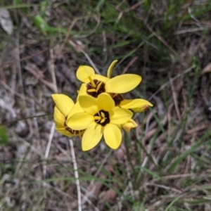 Ixia maculata at Baranduda, VIC - 6 Oct 2021 02:15 PM