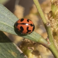 Coccinella transversalis (Transverse Ladybird) at Hawker, ACT - 4 Oct 2021 by AlisonMilton