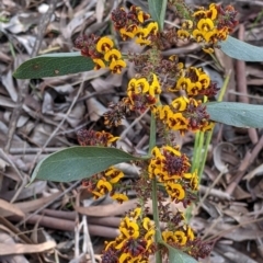 Daviesia latifolia (Hop Bitter-Pea) at Wodonga - 6 Oct 2021 by Darcy