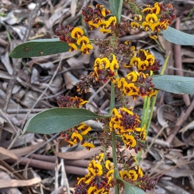 Daviesia latifolia (Hop Bitter-Pea) at WREN Reserves - 6 Oct 2021 by Darcy