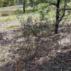 Daviesia latifolia at Baranduda, VIC - 6 Oct 2021