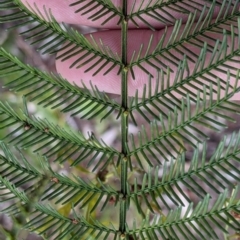 Acacia decurrens (Green Wattle) at Wodonga - 6 Oct 2021 by Darcy