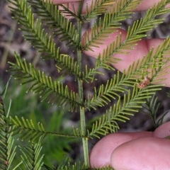 Acacia decurrens at Baranduda, VIC - 6 Oct 2021 02:17 PM