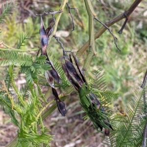 Acacia decurrens at Baranduda, VIC - 6 Oct 2021