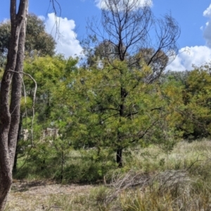 Acacia decurrens at Baranduda, VIC - 6 Oct 2021