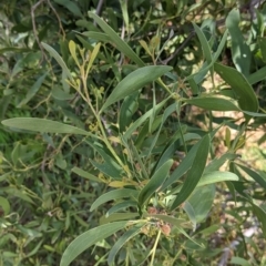 Acacia melanoxylon (Blackwood) at Wodonga - 6 Oct 2021 by Darcy