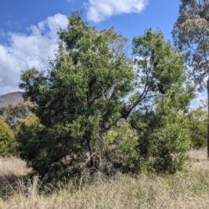 Acacia melanoxylon at Baranduda, VIC - 6 Oct 2021