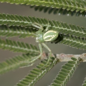 Lehtinelagia sp. (genus) at Hawker, ACT - 4 Oct 2021