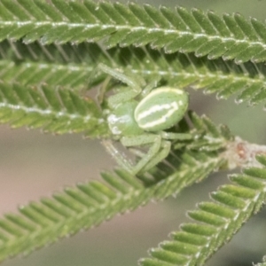 Lehtinelagia sp. (genus) at Hawker, ACT - 4 Oct 2021