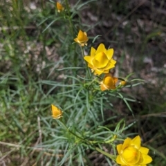 Xerochrysum viscosum (Sticky Everlasting) at Wodonga - 6 Oct 2021 by Darcy