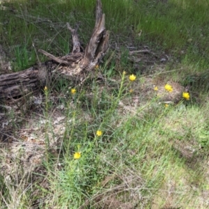 Xerochrysum viscosum at Baranduda, VIC - 6 Oct 2021