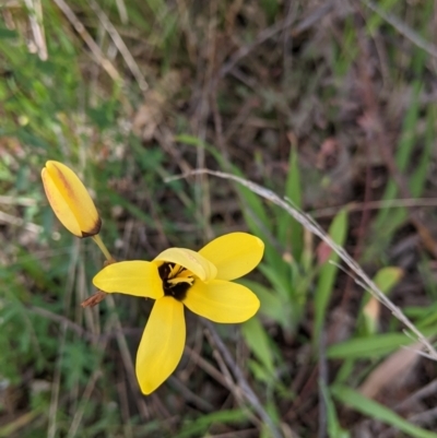 Ixia maculata (Spotted African Corn Lily, Yellow Ixia) at Baranduda, VIC - 6 Oct 2021 by Darcy