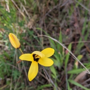 Ixia maculata at Baranduda, VIC - 6 Oct 2021