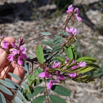 Indigofera australis subsp. australis (Australian Indigo) at Wodonga - 6 Oct 2021 by Darcy