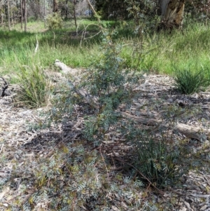 Indigofera australis subsp. australis at Baranduda, VIC - 6 Oct 2021