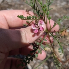 Indigofera adesmiifolia (Tick Indigo) at WREN Reserves - 6 Oct 2021 by Darcy