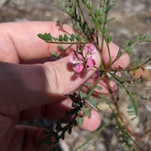 Indigofera adesmiifolia at Baranduda, VIC - 6 Oct 2021