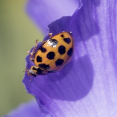 Harmonia conformis (Common Spotted Ladybird) at Higgins, ACT - 4 Oct 2021 by AlisonMilton