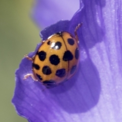 Harmonia conformis at Higgins, ACT - 4 Oct 2021 12:31 PM