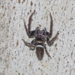 Opisthoncus sp. (genus) at Higgins, ACT - 4 Oct 2021