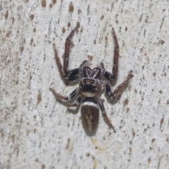 Unidentified Jumping or peacock spider (Salticidae) at Higgins, ACT - 4 Oct 2021 by AlisonMilton