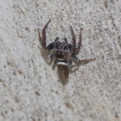 Opisthoncus sp. (genus) at Higgins, ACT - 4 Oct 2021