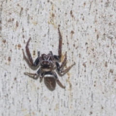 Opisthoncus sp. (genus) at Higgins, ACT - 4 Oct 2021