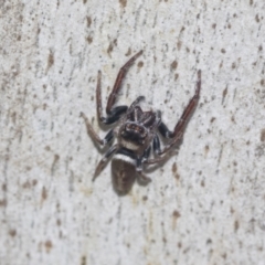 Opisthoncus sp. (genus) at Higgins, ACT - 4 Oct 2021 12:23 PM