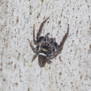 Opisthoncus sp. (genus) at Higgins, ACT - 4 Oct 2021