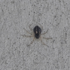 Euryopis umbilicata (Striped tick spider) at Higgins, ACT - 4 Oct 2021 by AlisonMilton