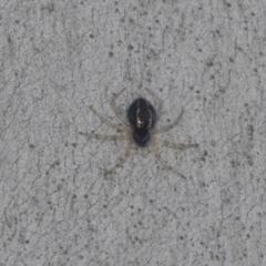 Euryopis umbilicata (Striped tick spider) at Higgins, ACT - 3 Oct 2021 by AlisonMilton