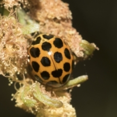 Harmonia conformis (Common Spotted Ladybird) at Hawker, ACT - 3 Oct 2021 by AlisonMilton