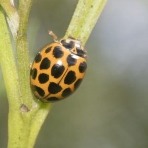 Harmonia conformis at Hawker, ACT - 4 Oct 2021