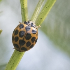 Harmonia conformis at Hawker, ACT - 4 Oct 2021