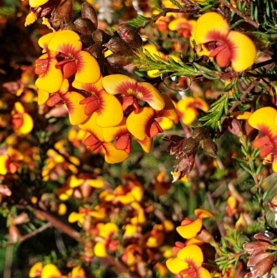 Dillwynia phylicoides (A Parrot-pea) at Cook, ACT - 6 Oct 2021 by drakes