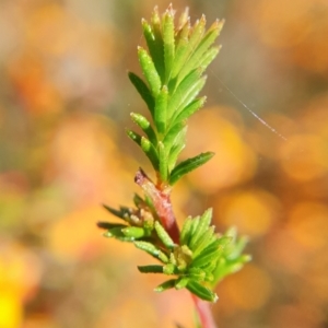 Dillwynia phylicoides at Cook, ACT - 6 Oct 2021